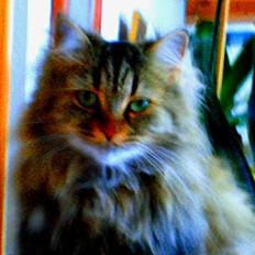 Blanding af racer MilleMis