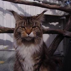 Maine Coon Coon Danica's Send From H