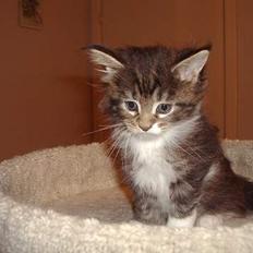 Maine Coon Coon Danica's Send From H