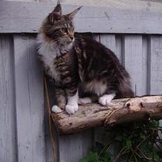 Maine Coon Coon Danica's Send From H