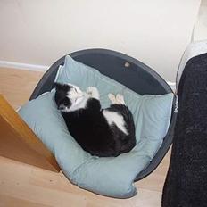 Blanding af racer Polly