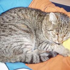 Huskat Sylvester *Aflivet*