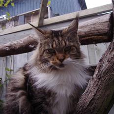 Maine Coon Olmocabe's Chelonia