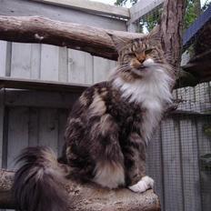 Maine Coon Olmocabe's Chelonia