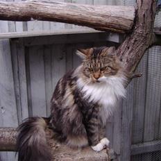 Maine Coon Olmocabe's Chelonia