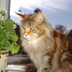 Maine Coon Rushcutter's Jelly Jewel