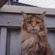 Maine Coon Rushcutter's Jelly Jewel