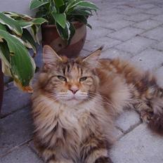 Maine Coon Rushcutter's Jelly Jewel