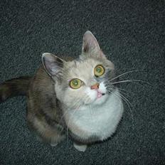 Blanding af racer Mille