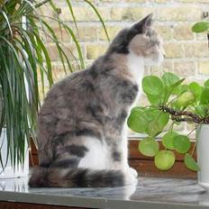 Blanding af racer Mille