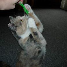 Blanding af racer Mille