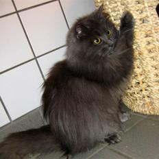 Blanding af racer Miss Mynte R.I.P :( 