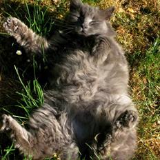 Blanding af racer Miss Mynte R.I.P :( 