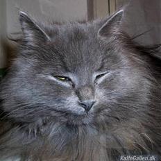 Blanding af racer Miss Mynte R.I.P :( 