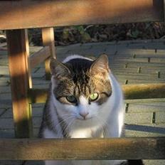 Blanding af racer Angel ' RIP 