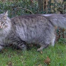 Blanding af racer Sylvester