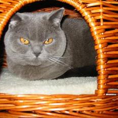 British Shorthair Chalina's Elliot