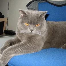 British Shorthair Chalina's Elliot