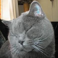 British Shorthair Chalina's Elliot