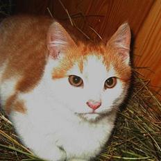 Blanding af racer Pjuske <3 