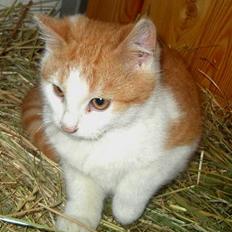 Blanding af racer Pjuske <3 