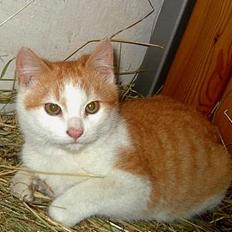 Blanding af racer Pjuske <3 