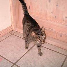 Blanding af racer hilmer