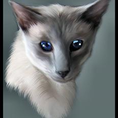 Siameser Kragemose Alf (solgt)