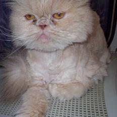 Perser Molly,<3 R.I.P. :'/