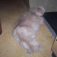 Perser Molly,<3 R.I.P. :'/