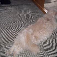 Perser Molly,<3 R.I.P. :'/