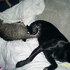 Huskat Miv ( død ) ;(