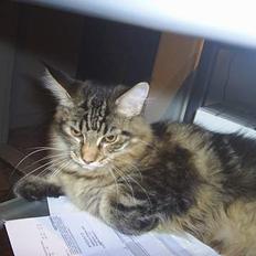 Maine Coon DK Klitgaards Tanja