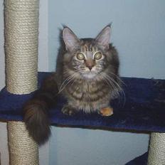 Maine Coon DK Klitgaards Tine