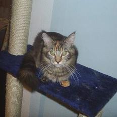 Maine Coon DK Klitgaards Tine