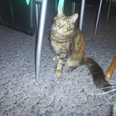 Maine Coon DK Klitgaards Tine