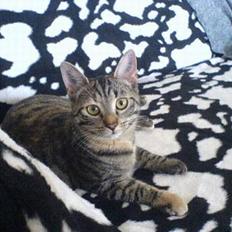 Blanding af racer Mille 