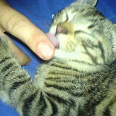 Blanding af racer Mille 