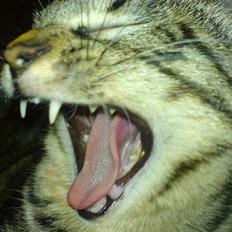 Blanding af racer Mille 