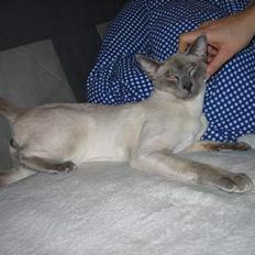 Siameser Kragemose Alf (solgt)