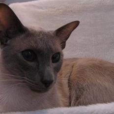 Siameser Kragemose Alf (solgt)