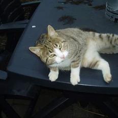 Blanding af racer Lasse