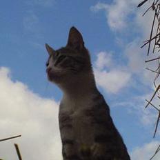 Blanding af racer Lasse