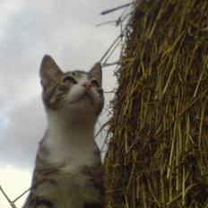 Blanding af racer Lasse