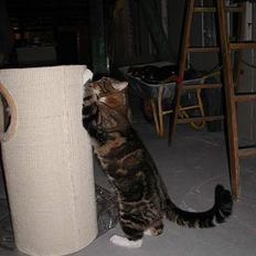 Blanding af racer Victor