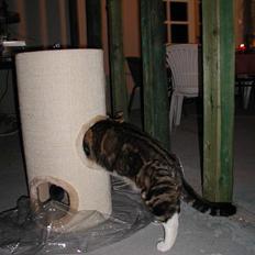 Blanding af racer Victor