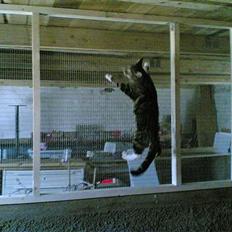 Blanding af racer Victor