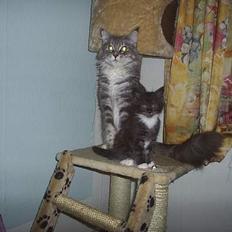 Maine Coon Dk Frøik Alania