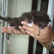 Maine Coon Dk Frøik Alania