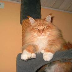 Maine Coon Mozart